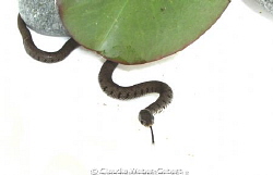 freshwater highkey snake by Claudia Weber-Gebert 